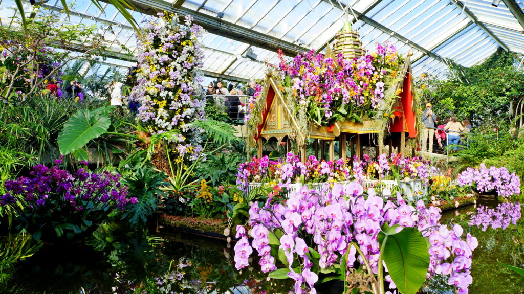 Kew Garden - Orquídeas